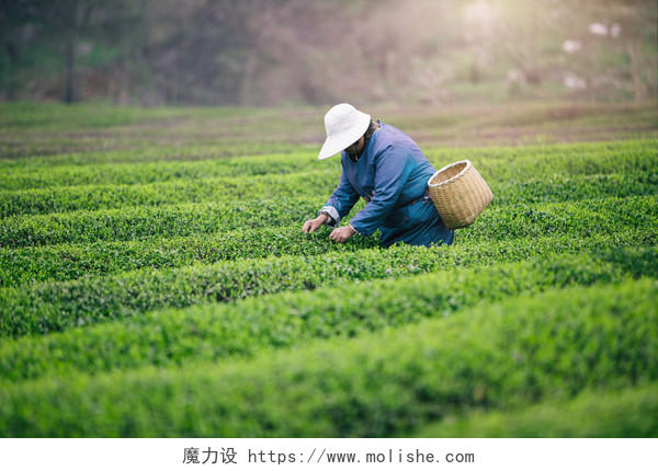 清明节春天绿色茶山采茶图片